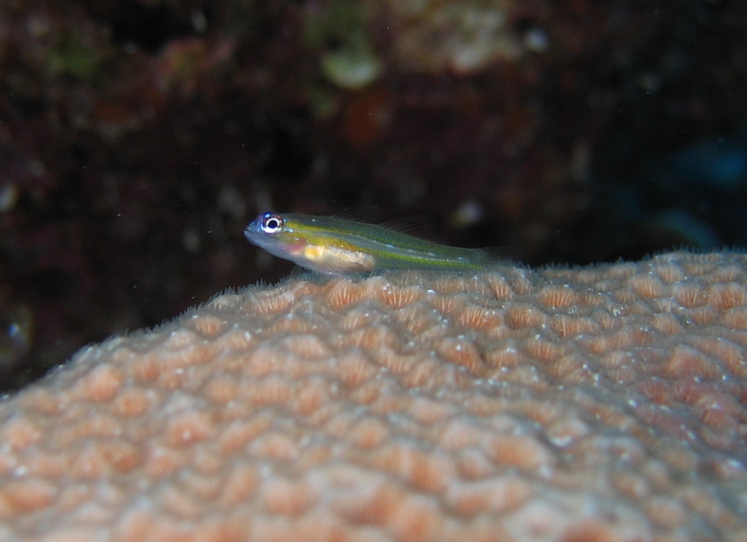 unknown goby on coral