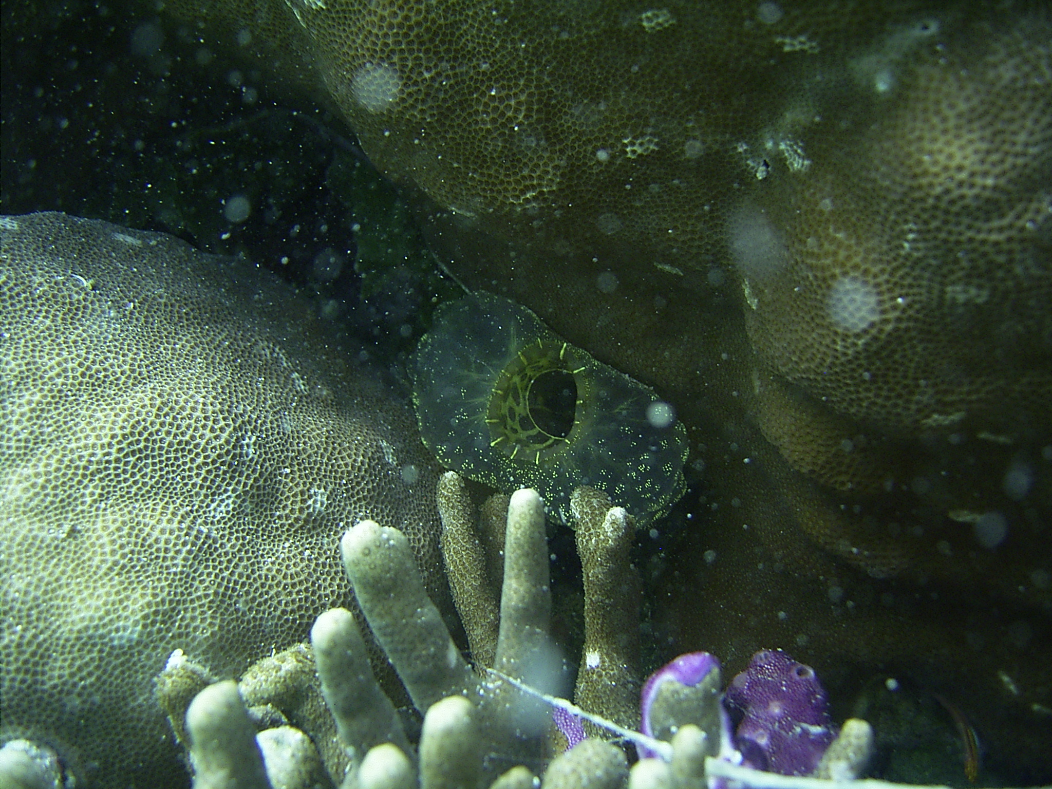 unknown in Yap