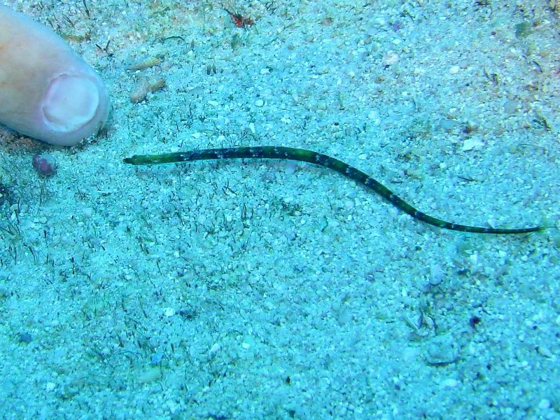 Unknown pipefish