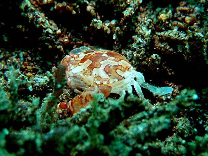 unknown tiny crab