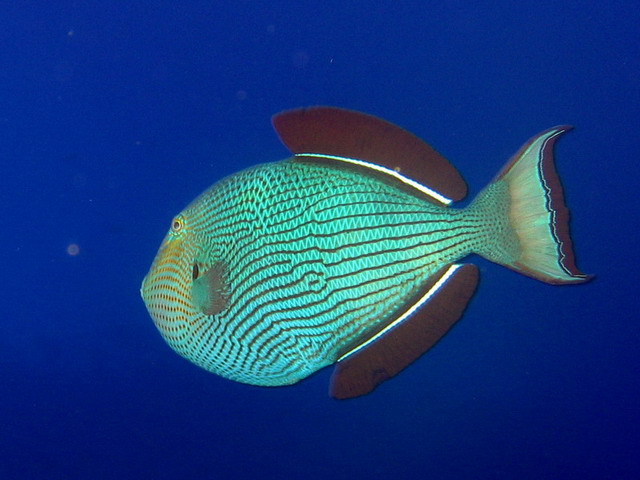 Unknown Trigger Fish