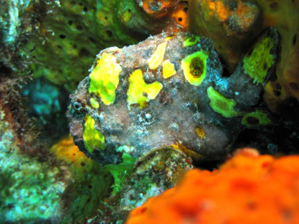 Unusual Frogfish in Curacao