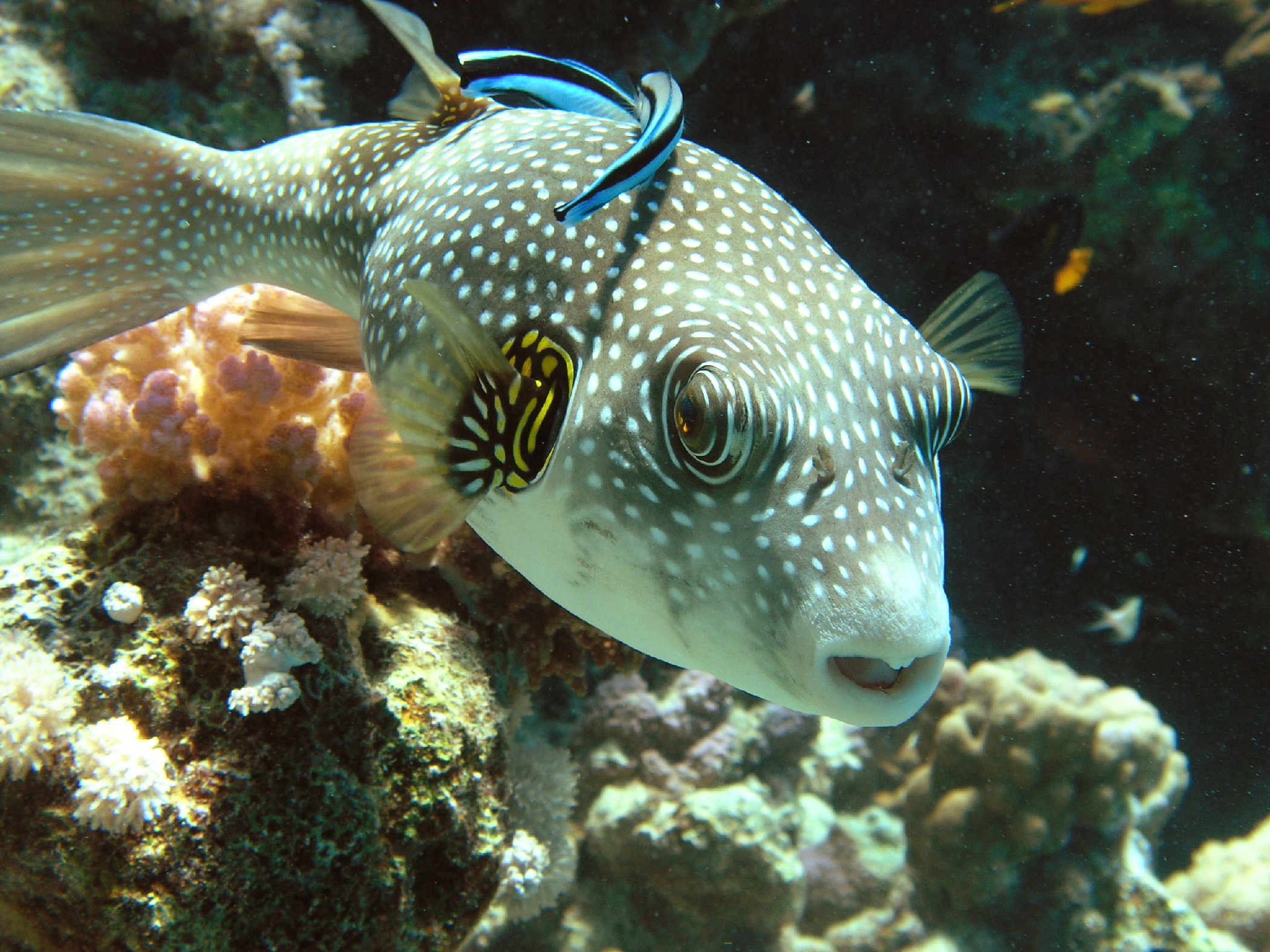 Unusual puffer