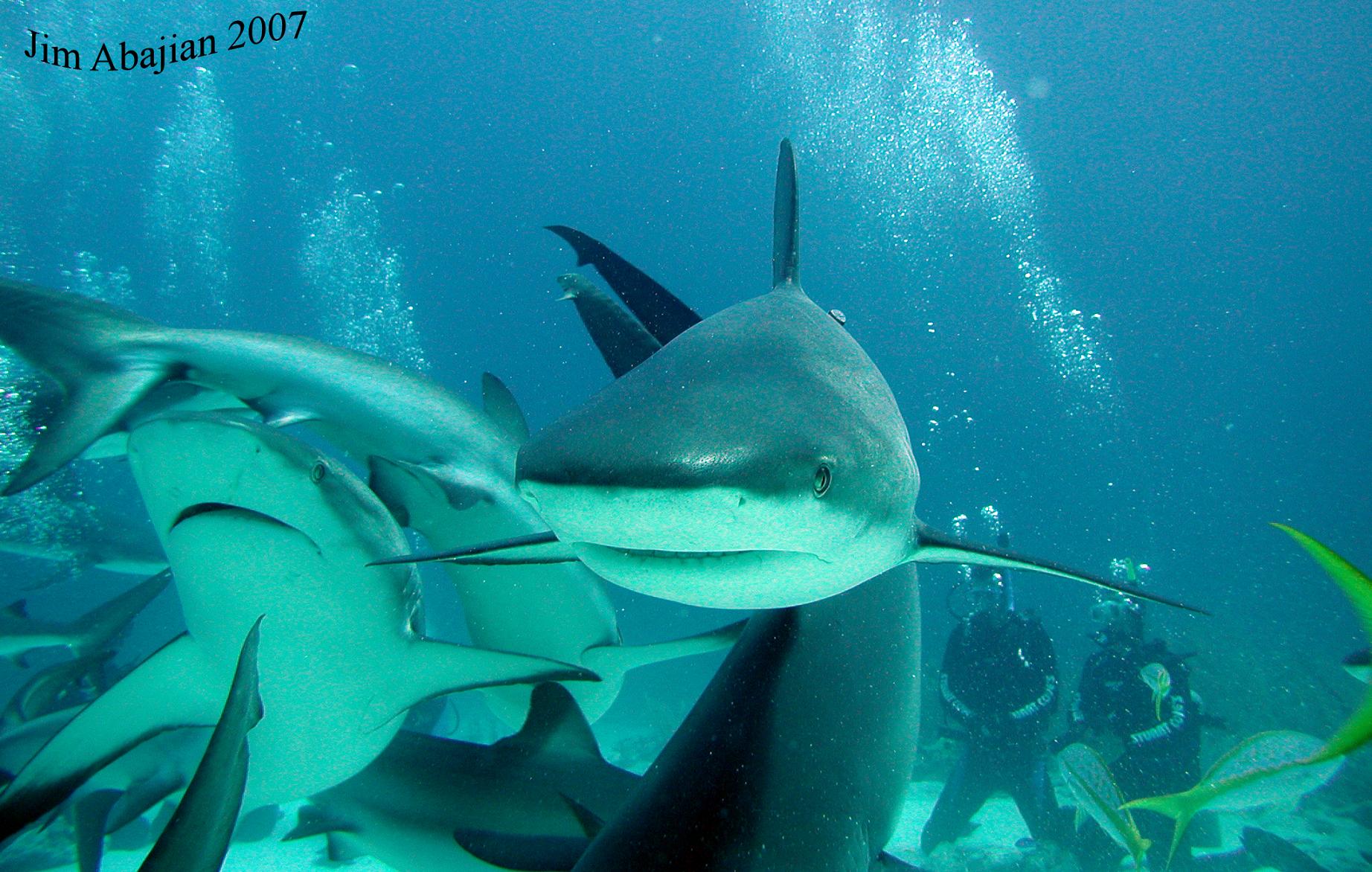 Up close and personal with a Bahama resident!