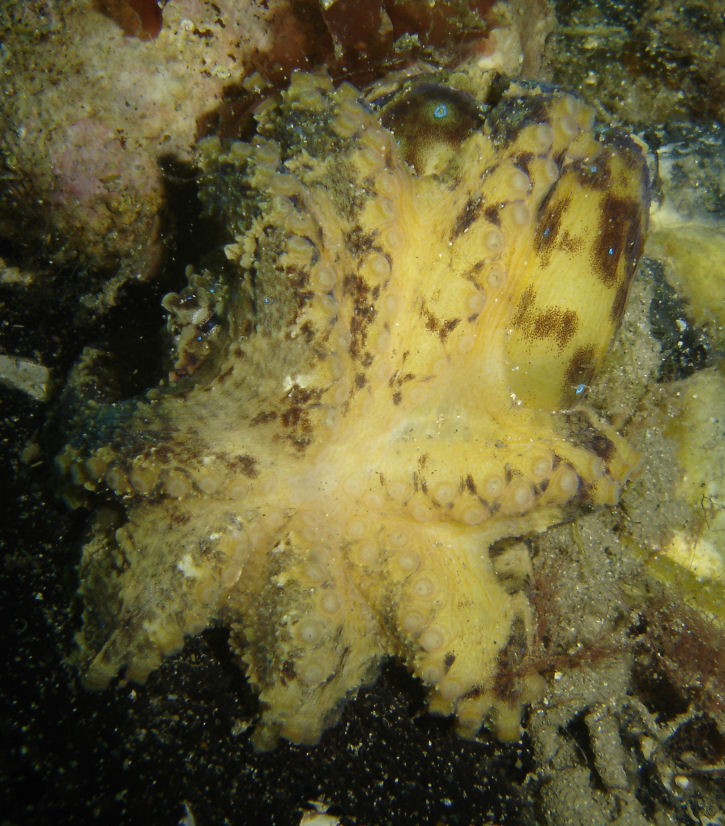 Upside down blue ring octopus