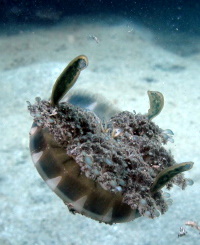 Upside down jelly fish