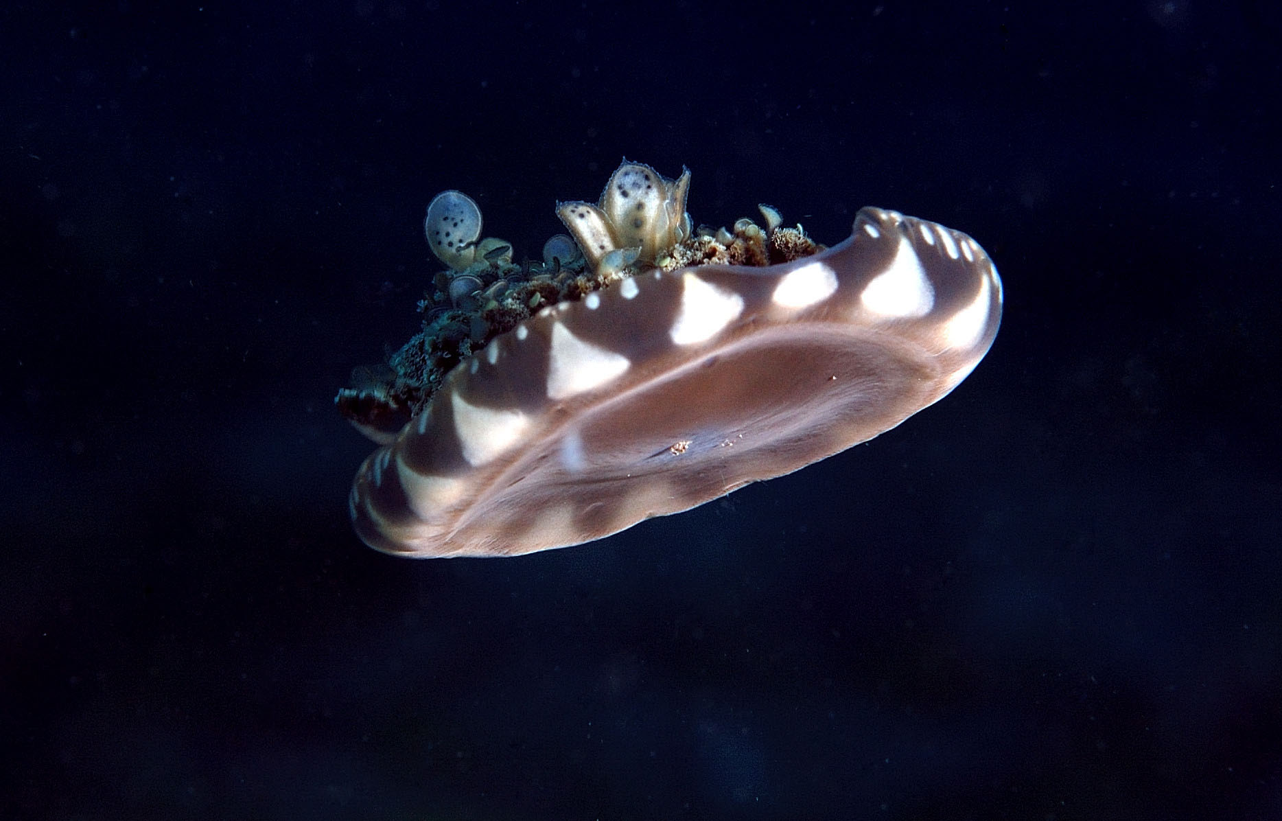 Upside Down Jellyfish Dumaguete, PI