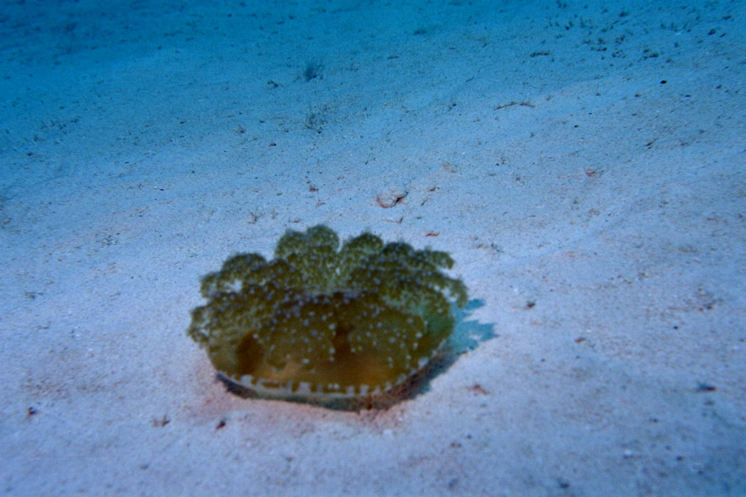 Upside-down_Jellyfish