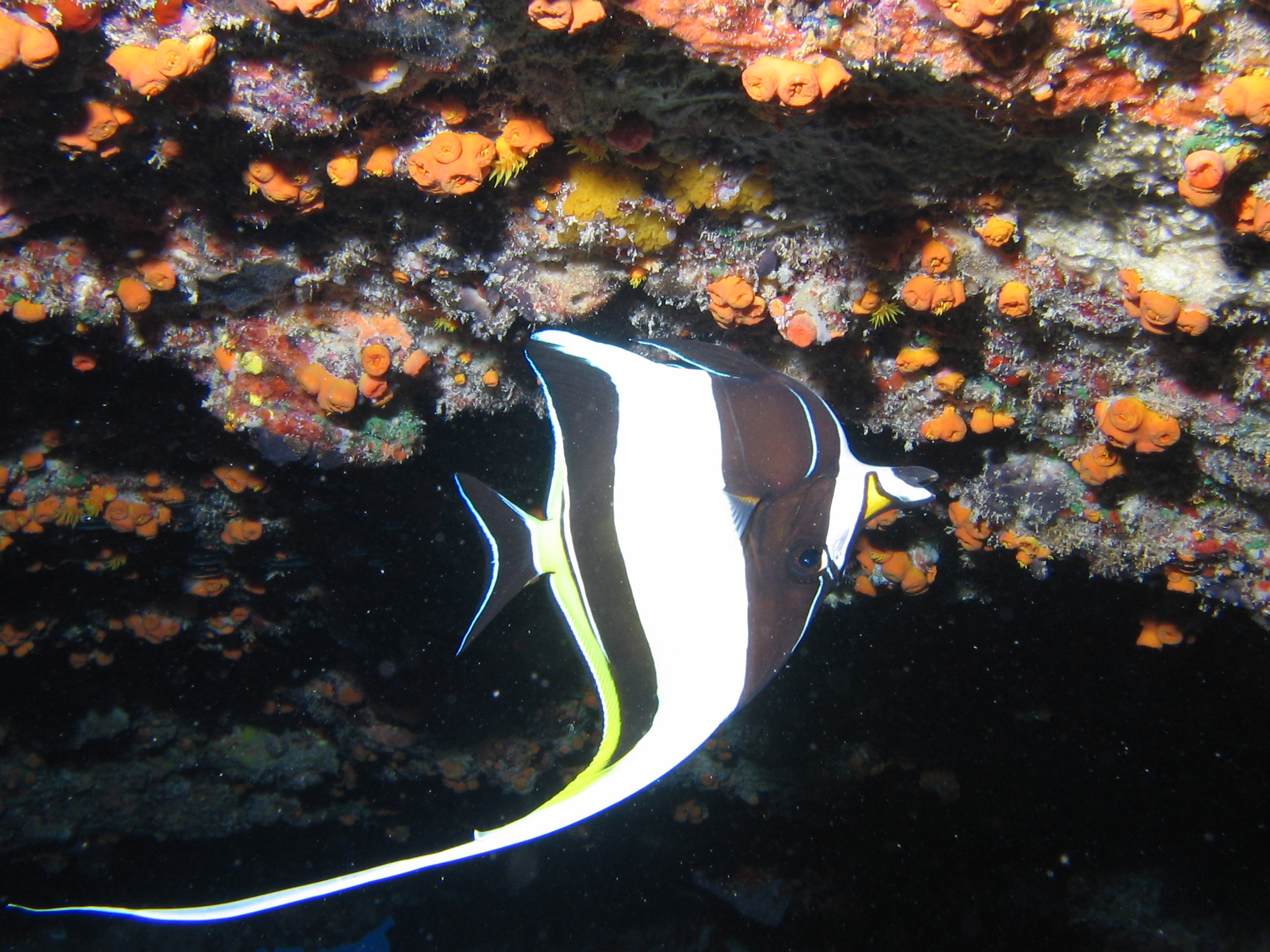 Upsidedown Moorish Idol