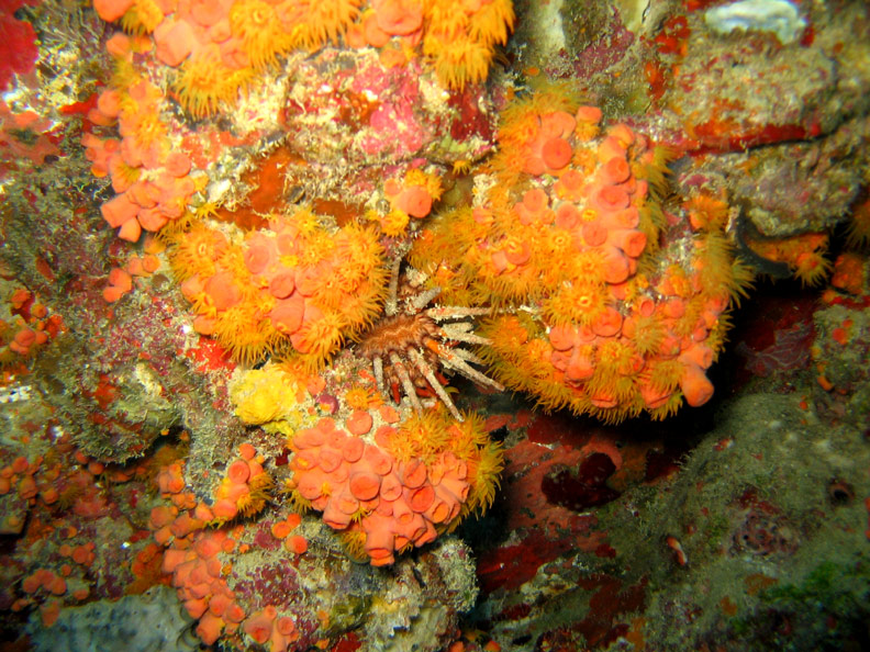 Urchin amongst coral on USS Duane