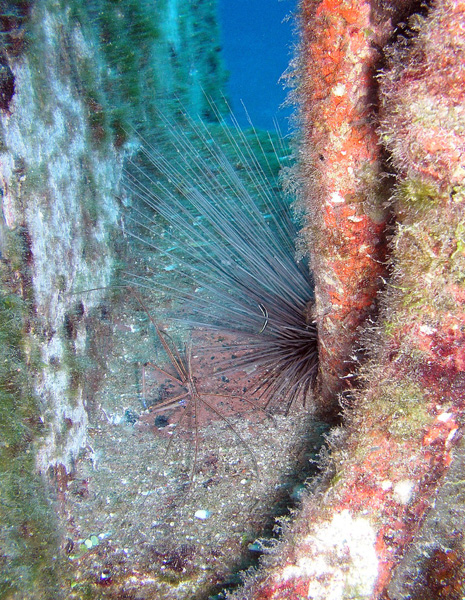 Urchin and arrow crab on the Sea Star
