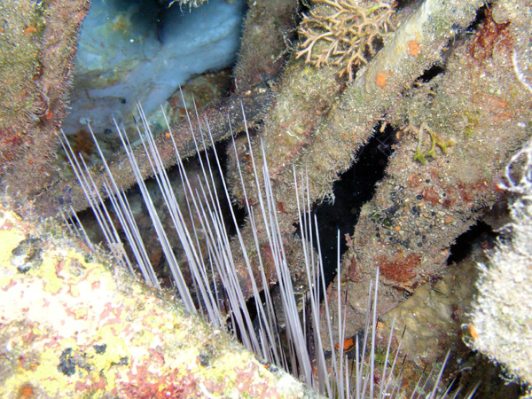 Urchin on the Sea Star tractor