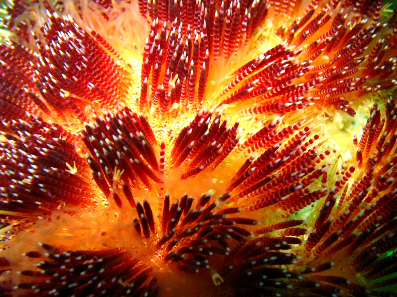 urchin up close