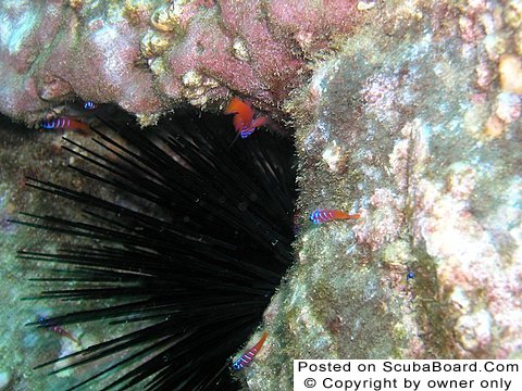 urchin with blue banded cobies