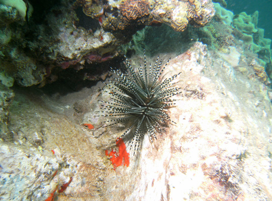 urchin