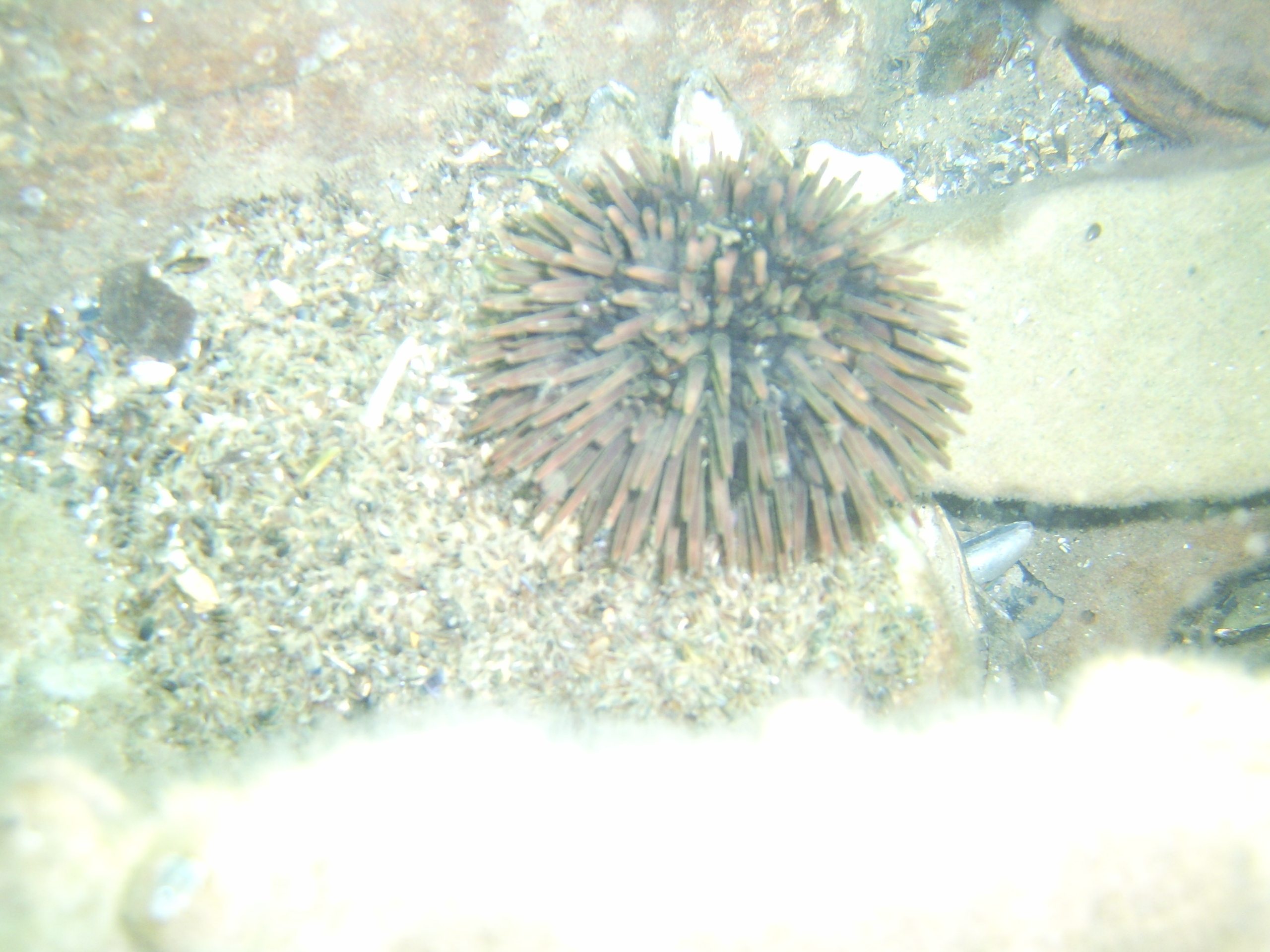 Urchin