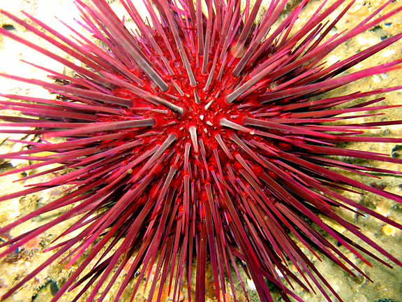 Urchin