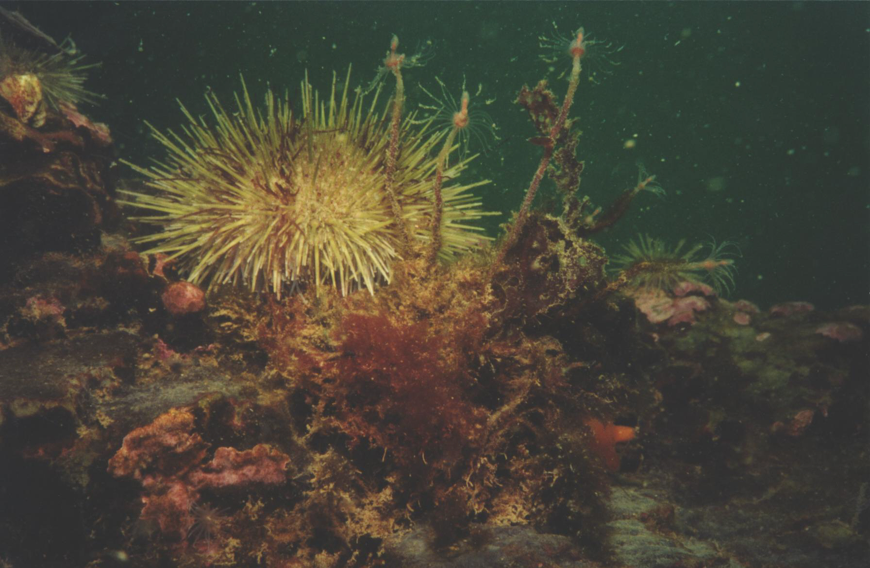 Urchin