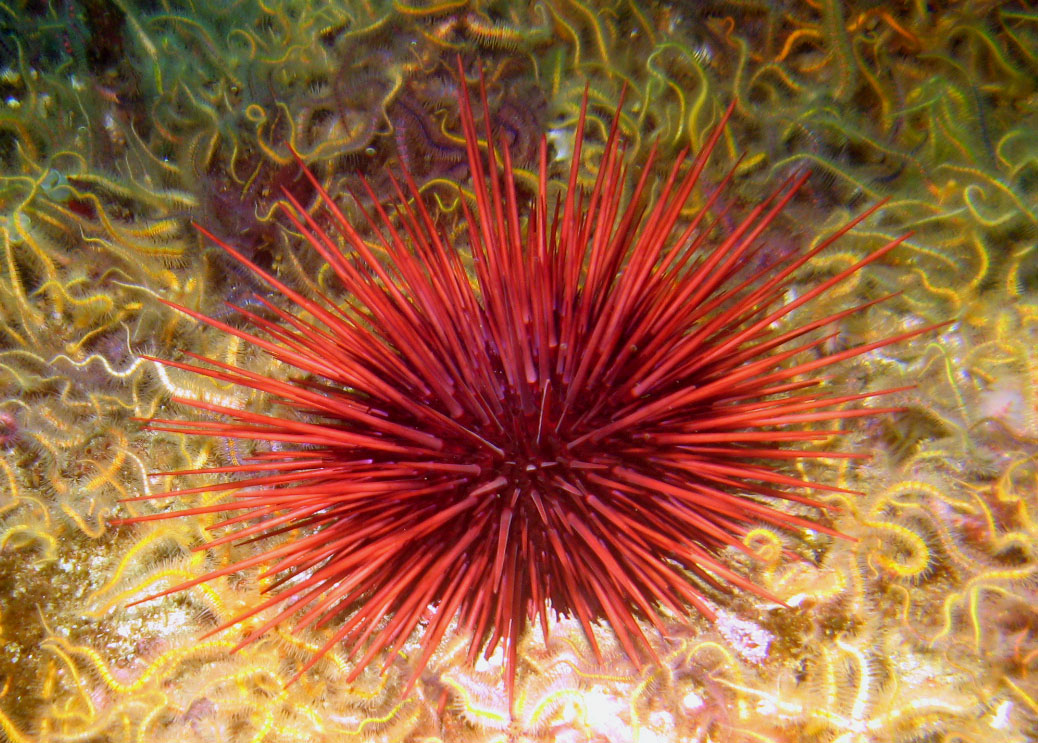 urchin_with_stars