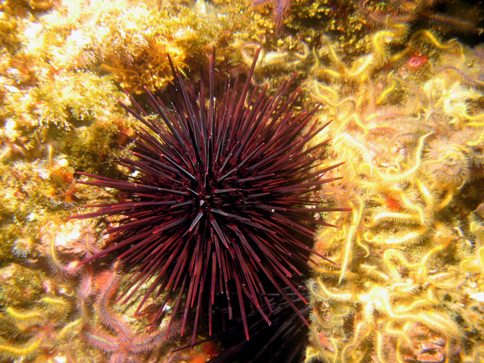 urchin_with_stars_1