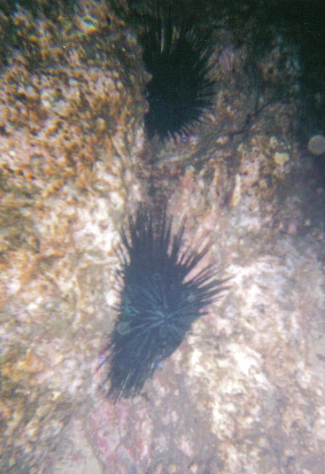 Urchins & Catalina Gobi\'s