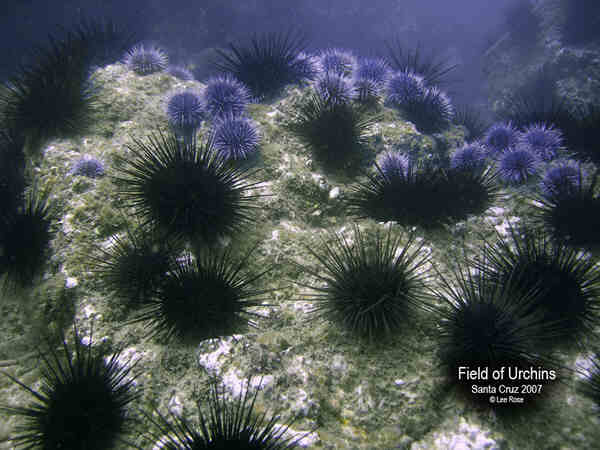 Urchins