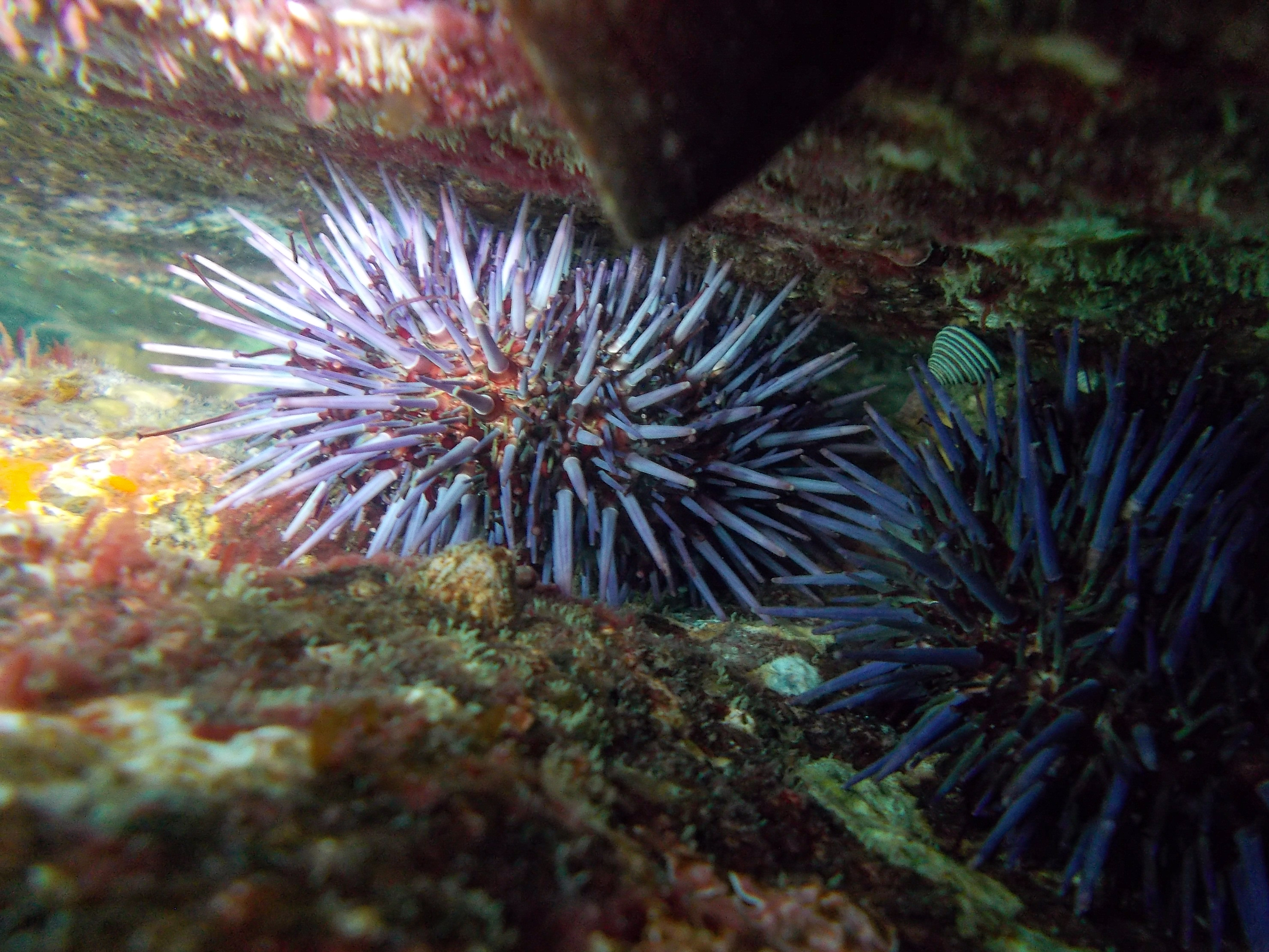 Urchins