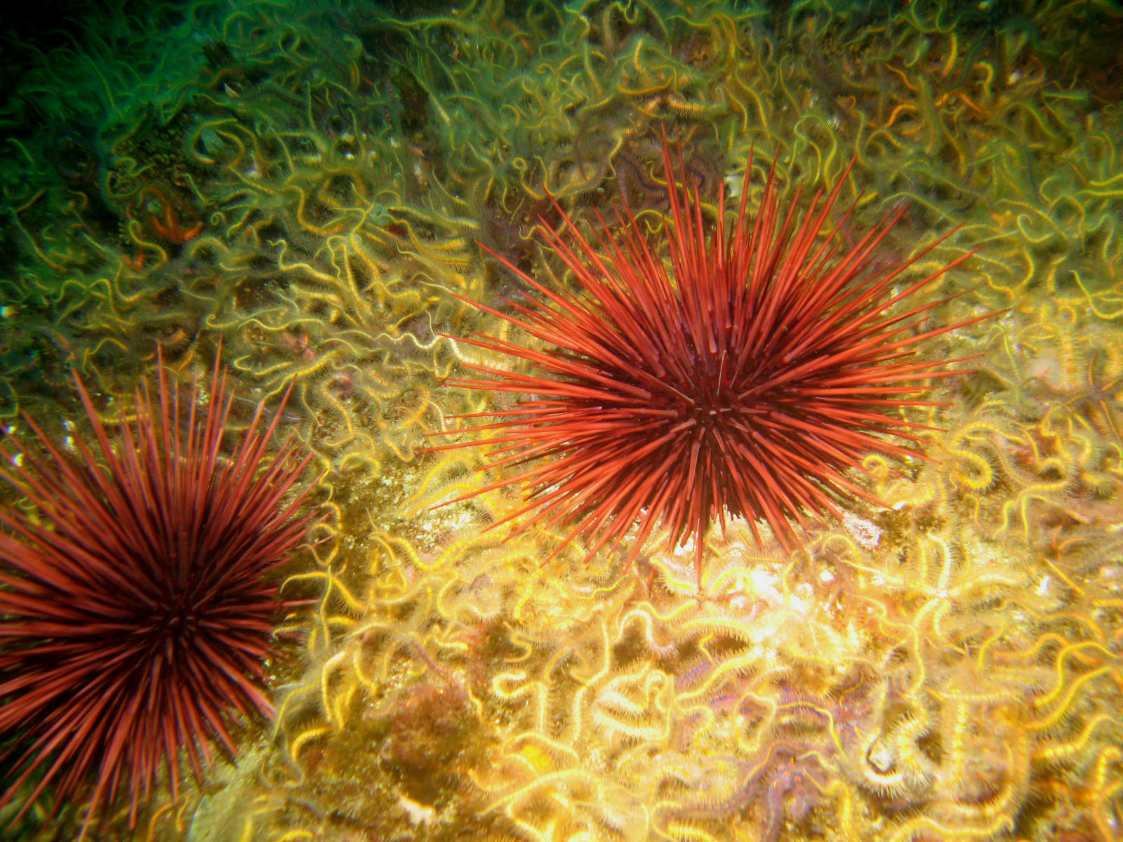 urchins_and_brittle_stars