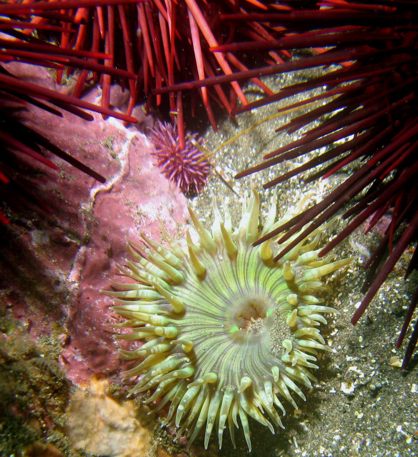 urchins_with_anemone_crop