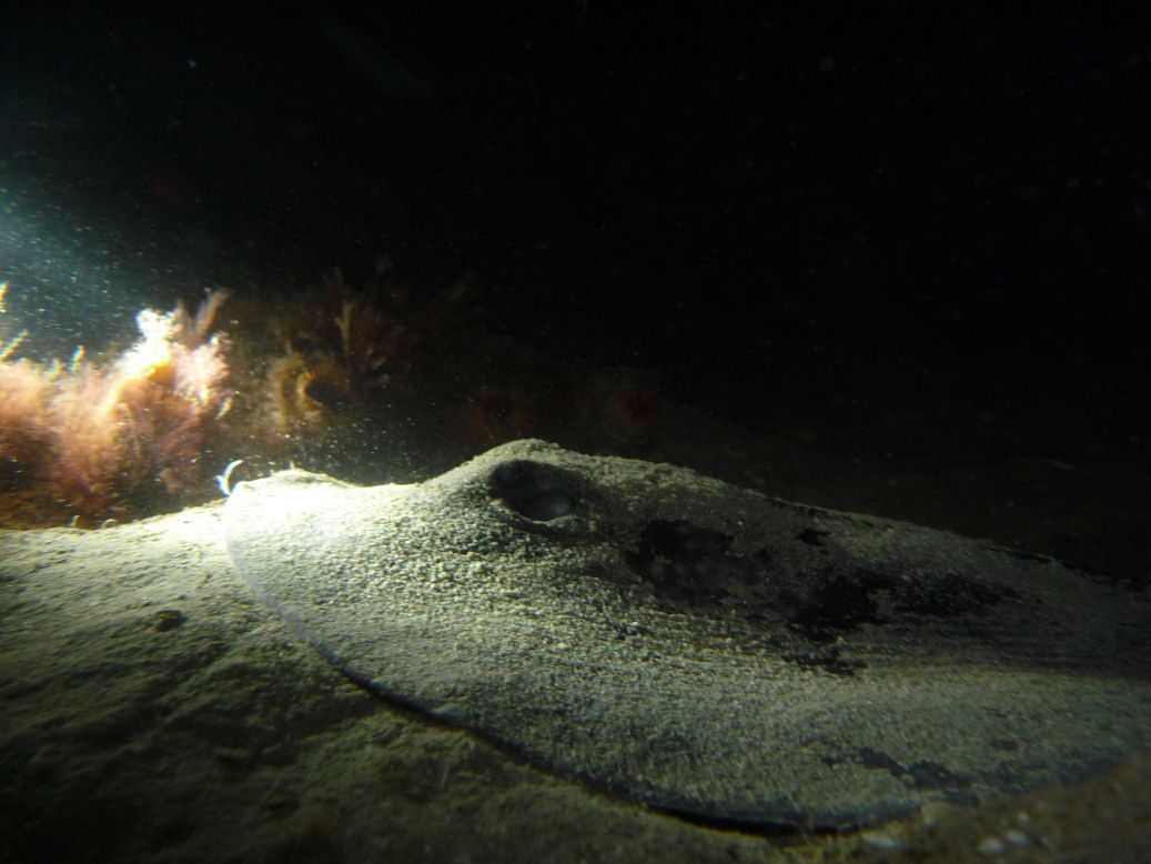 Urolophus gigas (Spotted Stingaree)