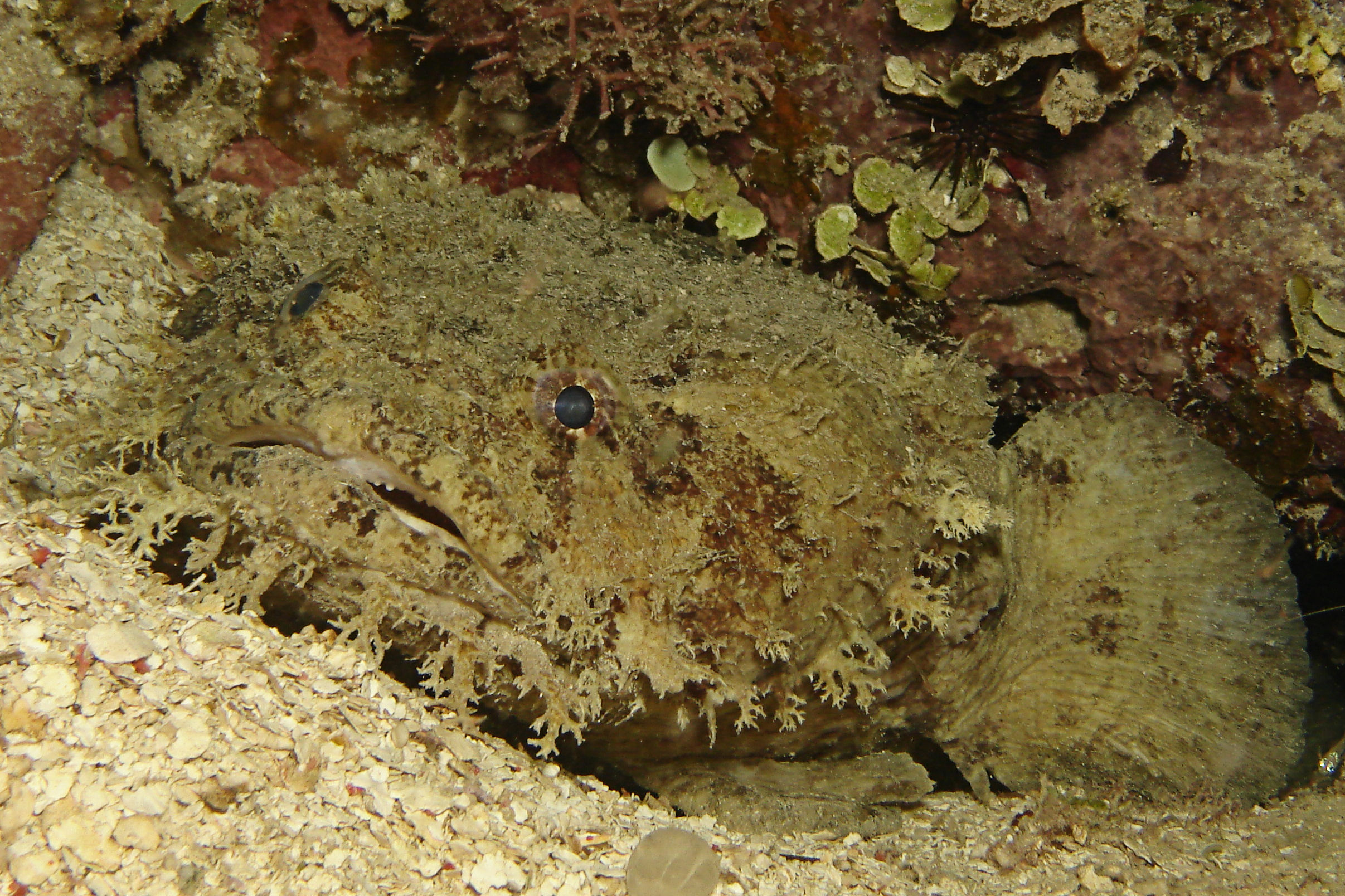 Utila Toad