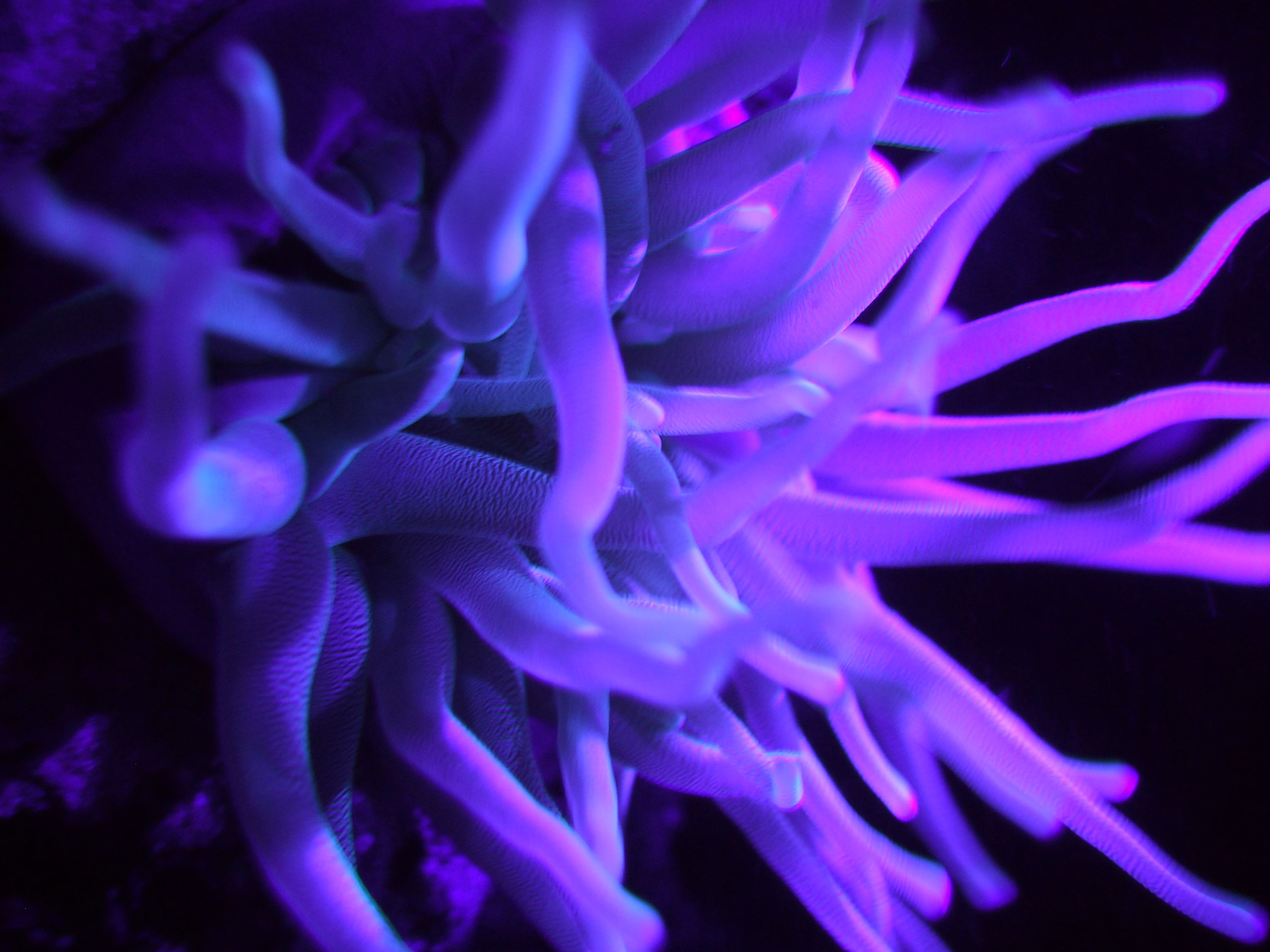 UV_Anemone