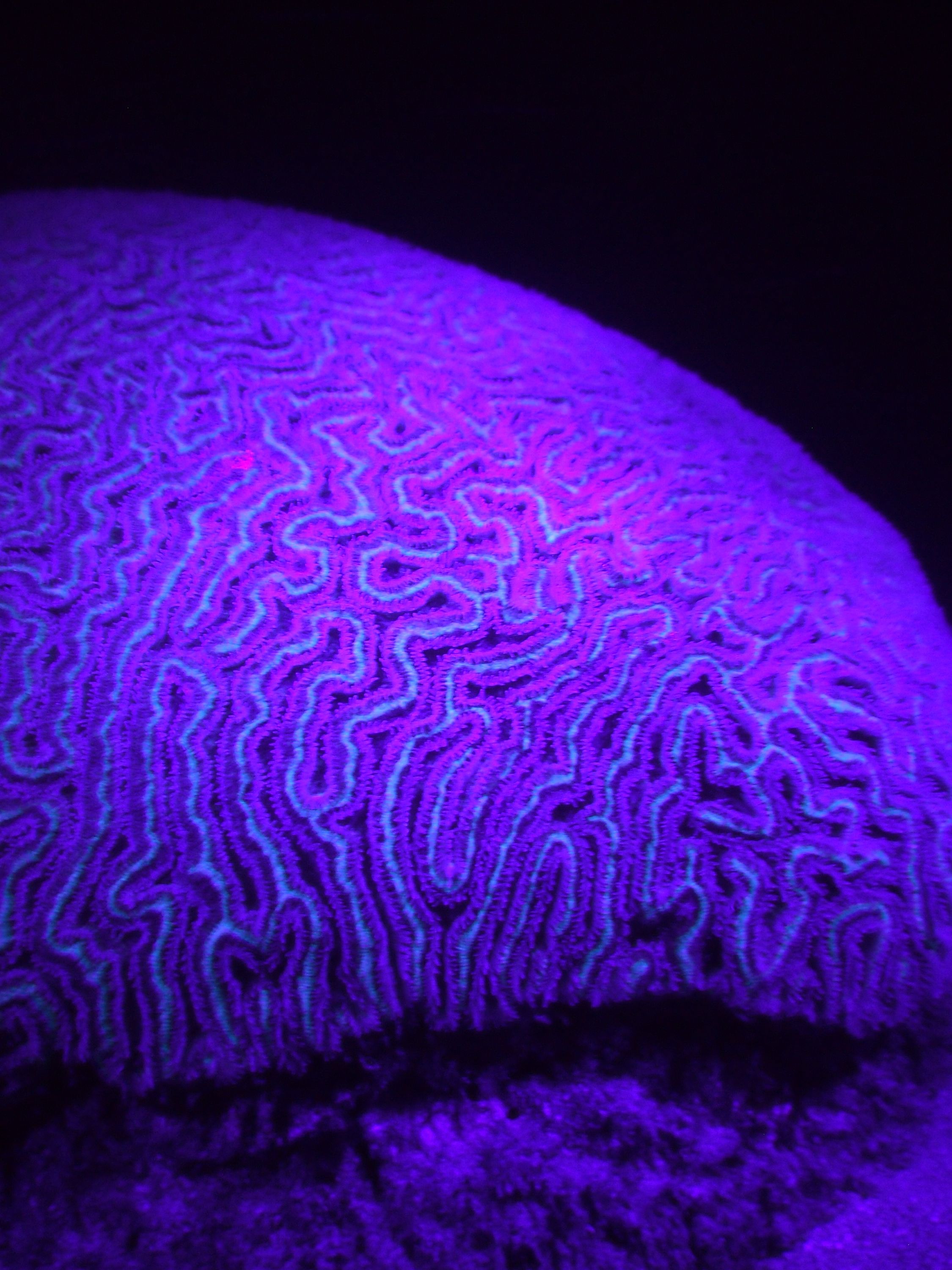 UV_coral