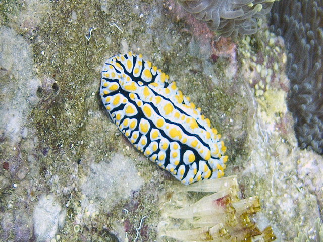 Varicose Wart Slug