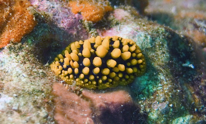 Varicose Wart Slug