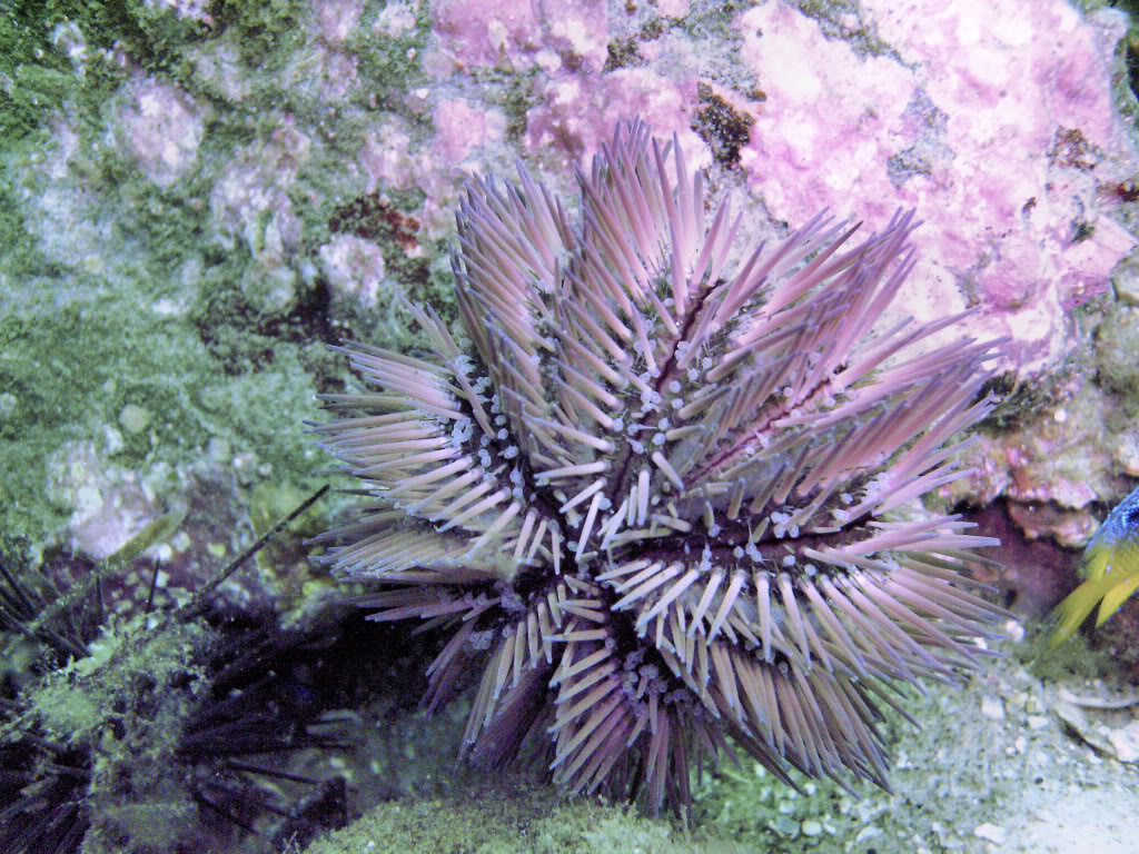 Variegated Urchin