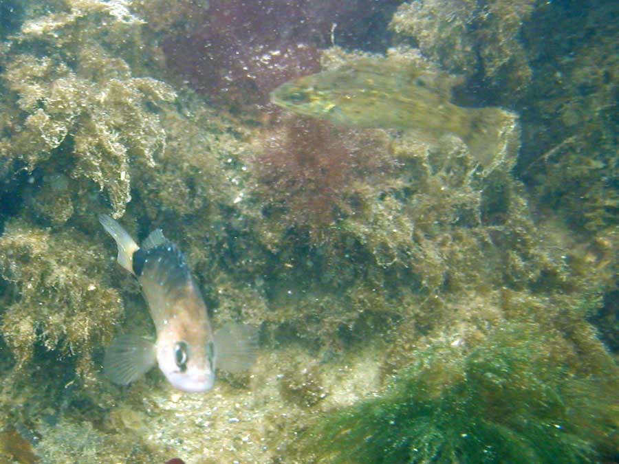 Various fish at Fort Wetherill
