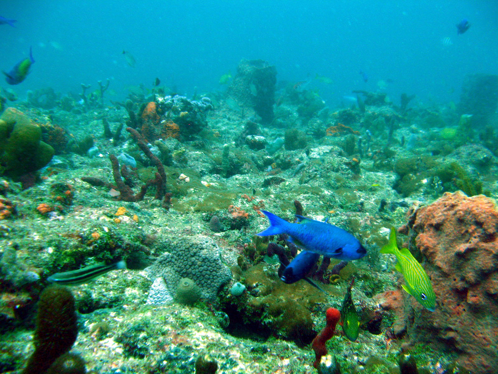 Various_Reef_Fish