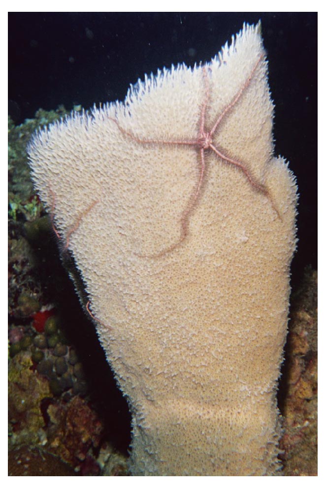 Vase Sponge with Sponge Brittle Stars