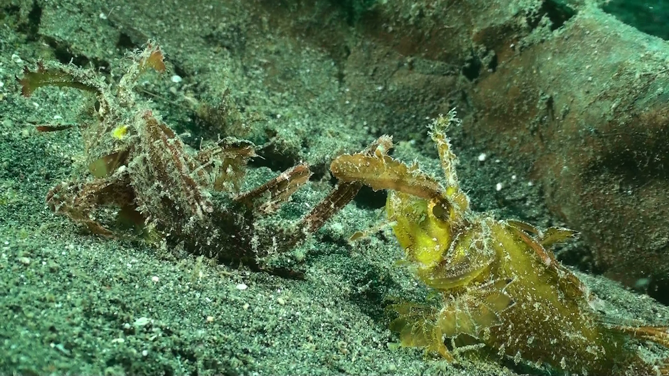 Velvet Scorpionfish