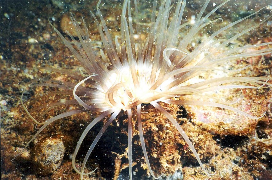 Venice Anemone