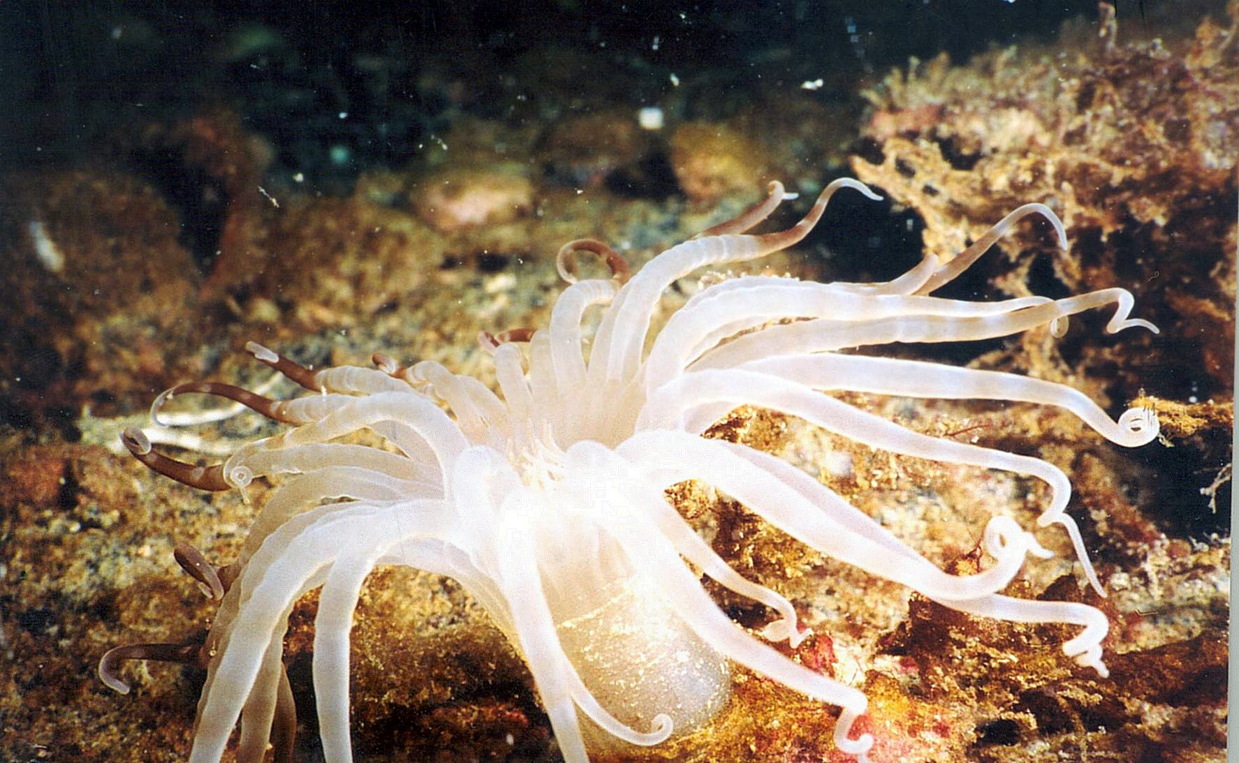 Venice Anemone