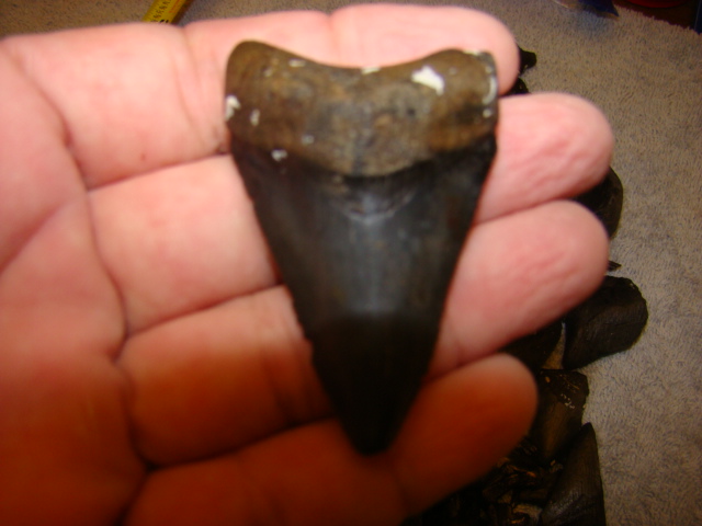 Venice_shark_tooth_0091