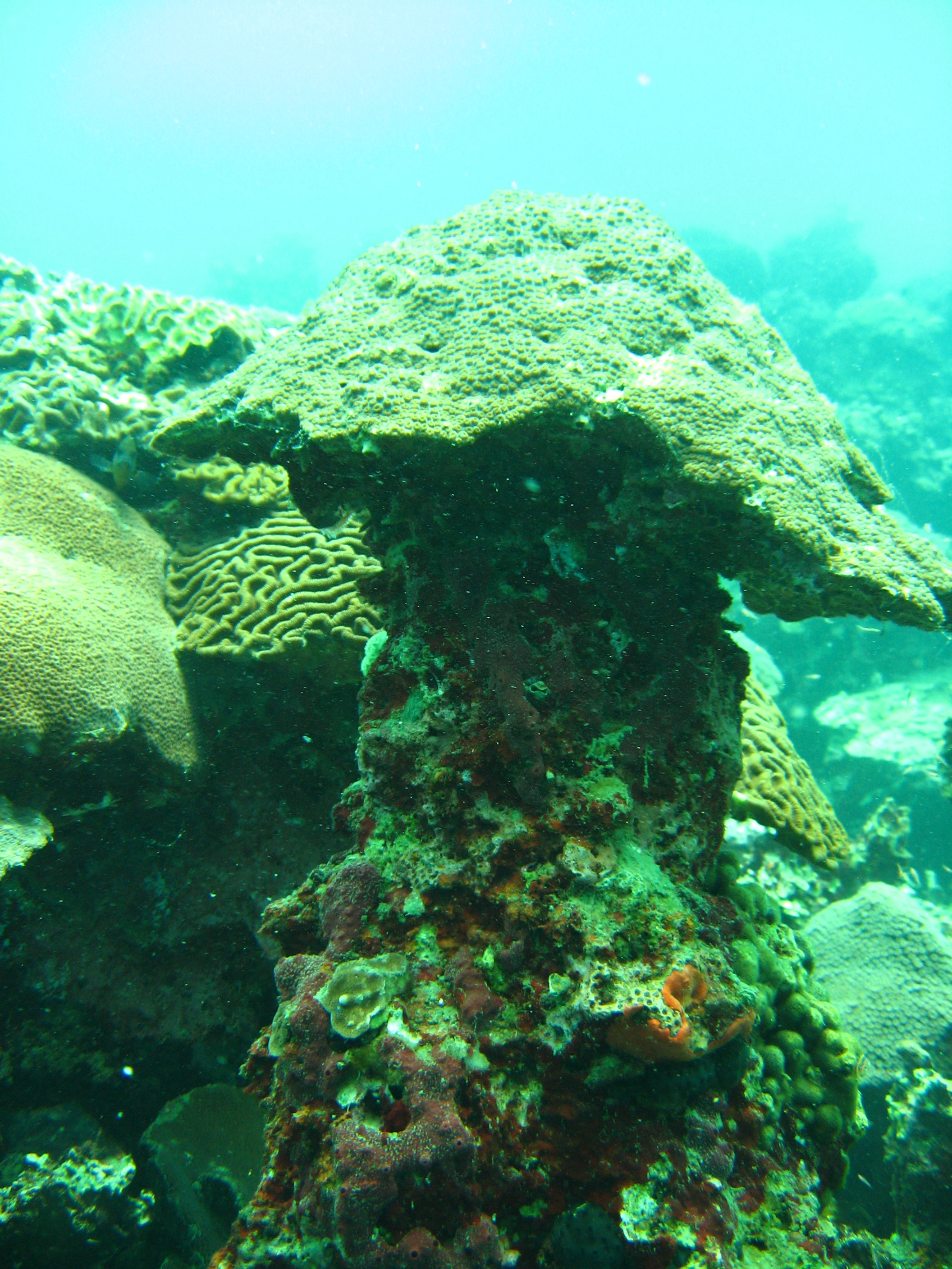 Veracruz Reefs