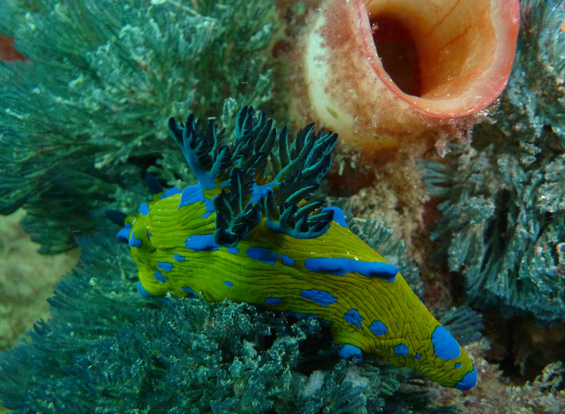 Verco's nudi (Tambja verconis)