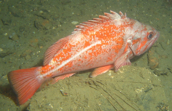 Vermilion Rockfish