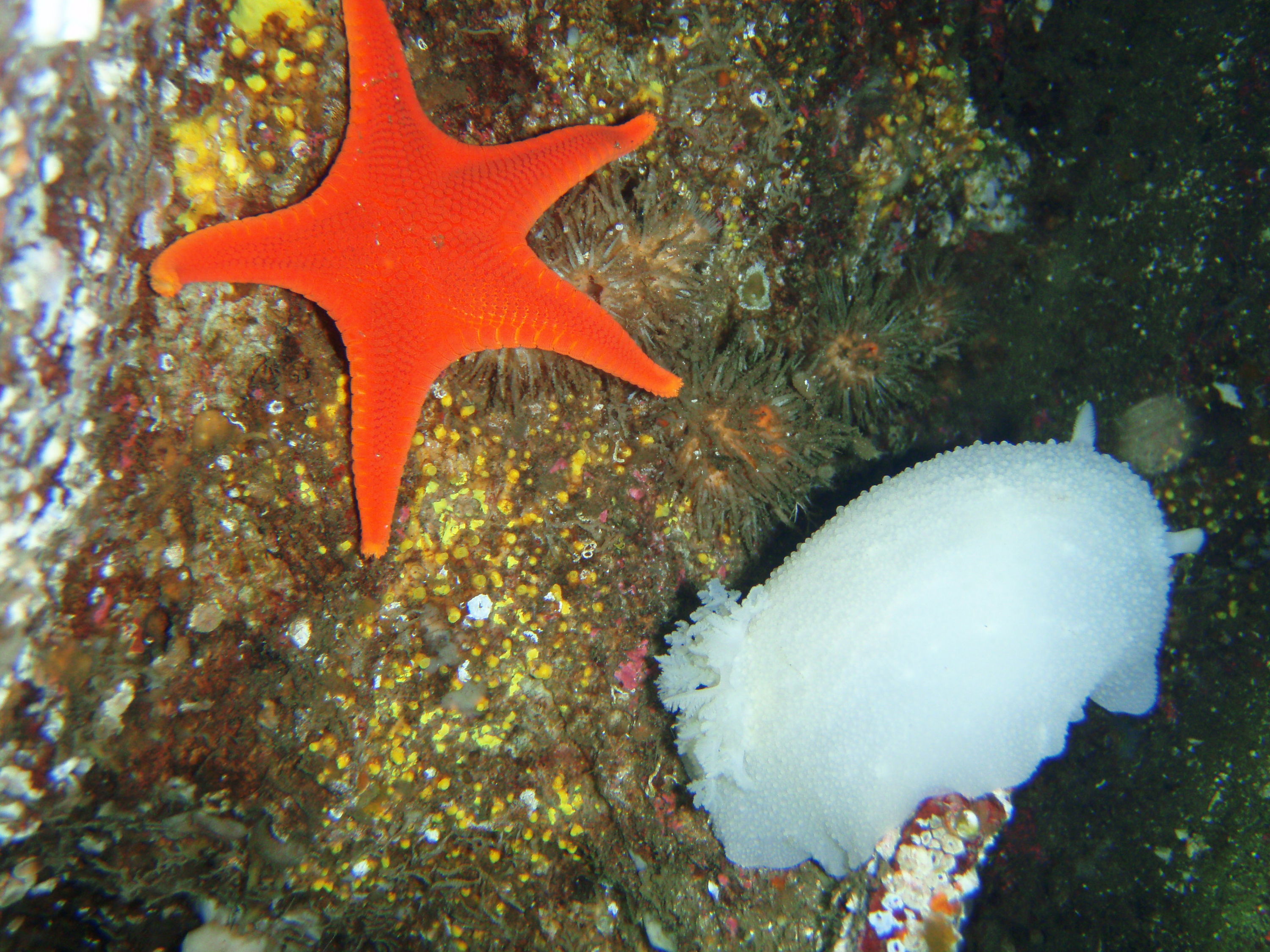 Vermilion Star and Giant White Dorid