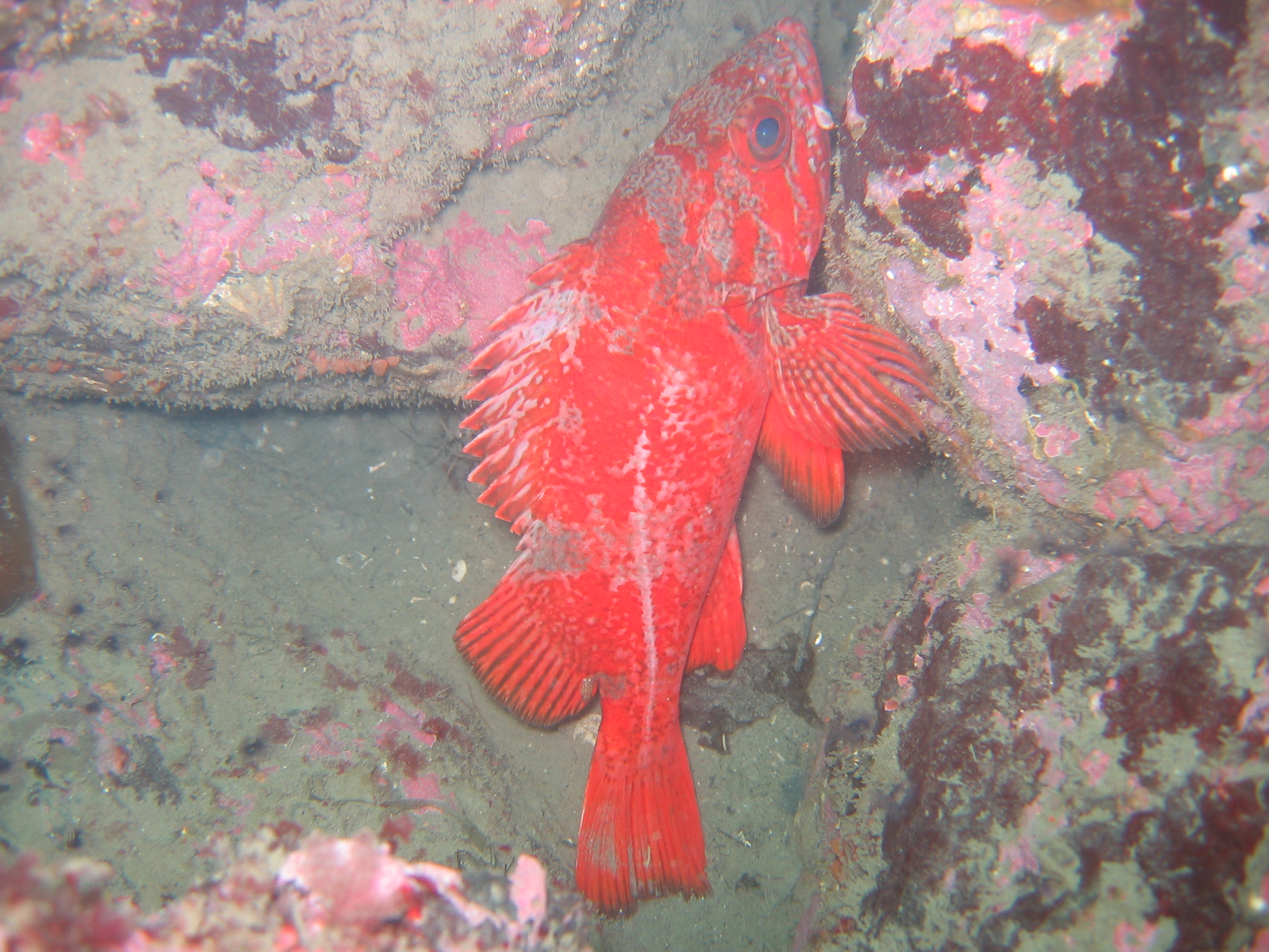 Vermillion rockfish