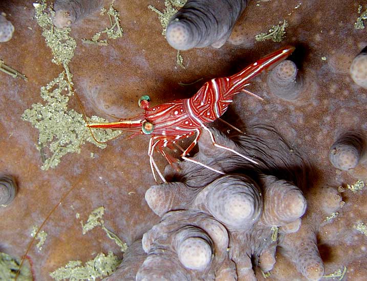 Versace Shrimp