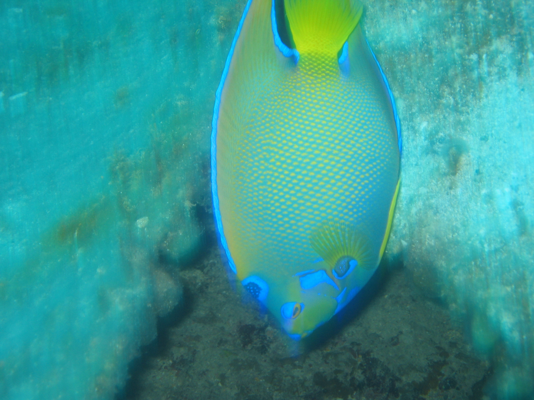 Vertical Angelfish in Nassau, Bahamas